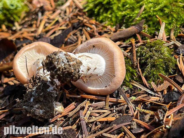 Würziger Tellerling, Clitopilus geminus