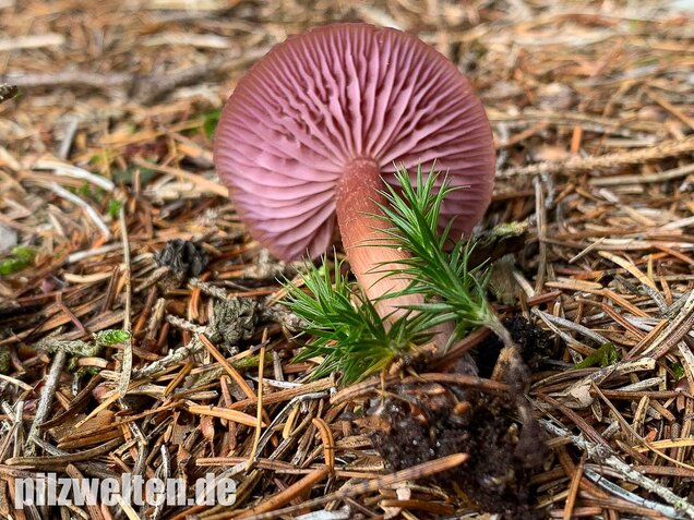 Zweifarbiger Lacktrichterling, Laccaria bicolor