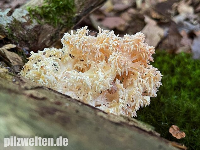 Ästiger Stachelbart, Hericium coralloides