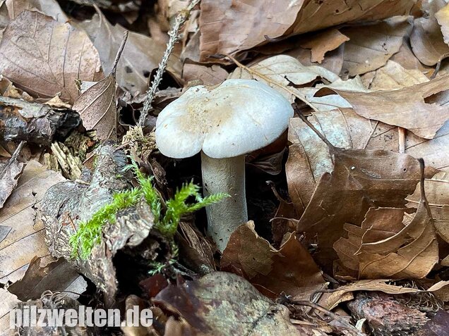 Blasser Pfifferling, Cantharellus pallens