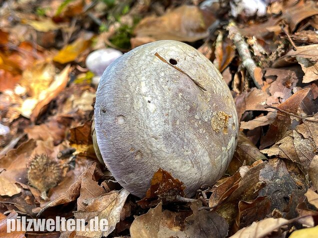 Blauer Klumpfuß, Cortinarius caerulescens