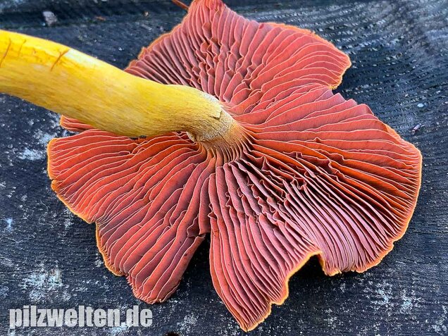 Blutblättriger Hautkopf, Cortinarius semisanguineus