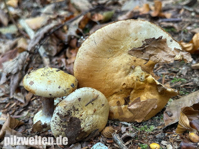 Buchenklumpfuß, Cortinarius anserinus