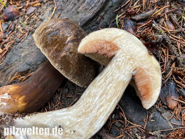 Düsterer Röhrling, Porphyrröhrling, Porphyrellus porphyrosporus