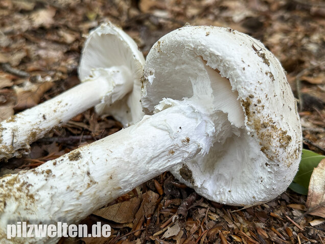 Fransiger Wulstling, Amanita strobiliformis