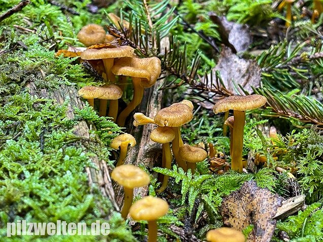 Trompetenpfifferling, Craterellus tubaeformis