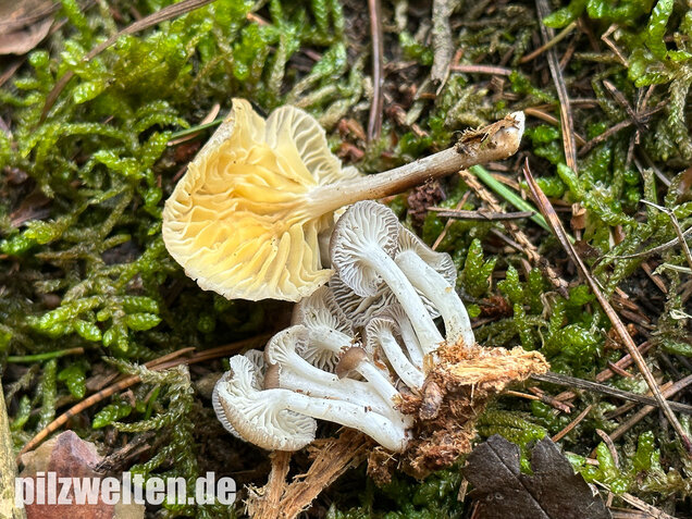 Gestreifter Nabeling, Gelbblättriger Nabeling, Gerronema strombodes
