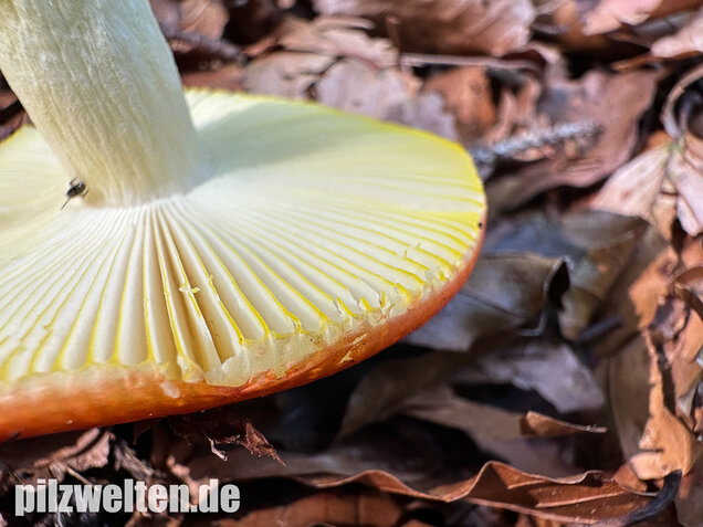 Goldtäubling, Russula aurea