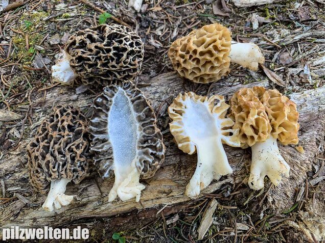 Graue Speisemorchel, Morchella vulgaris