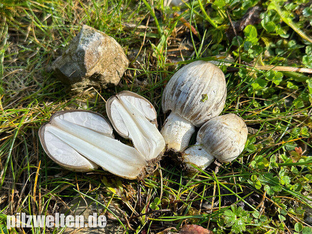Grauer Faltentintling, Coprinopsis atramentaria