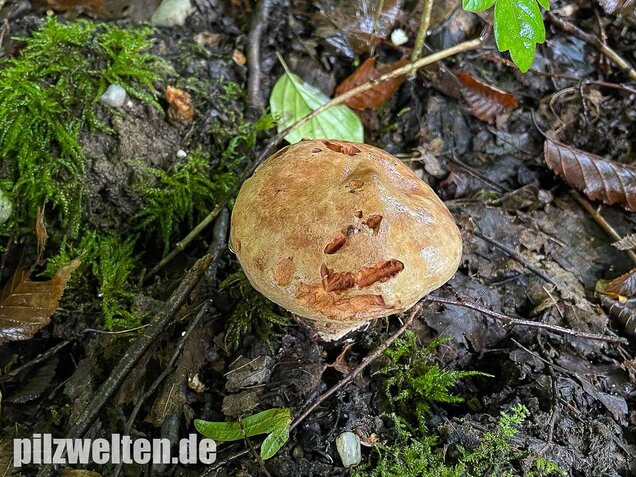 Großer Krempling, Paxillus validus