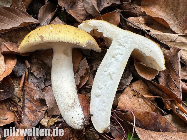 Grüner Speisetäubling, Russula heterophylla