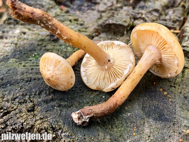Gummischüppling, Pholiota gummosa