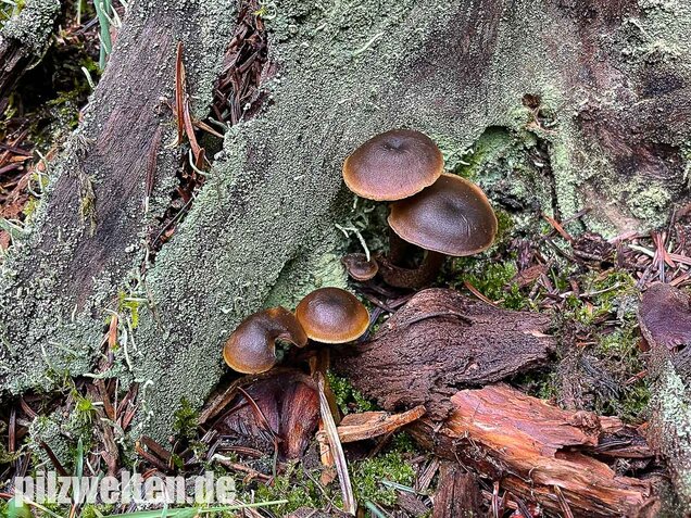 Gurkenschnitzling, Macrocystidia cucumis