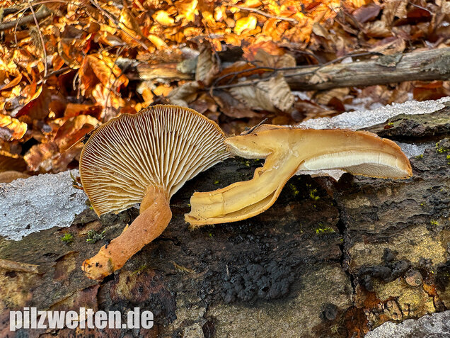Harziger Sägeblättling, Neolentinus adhaerens