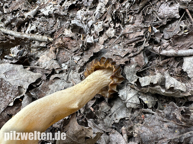 Käppchenmorchel, Morchella semilibera