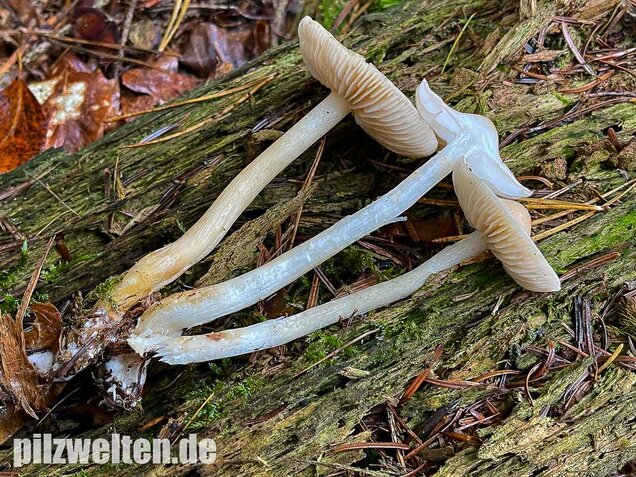 Lästiger Ritterling, Tricholoma inamoenum