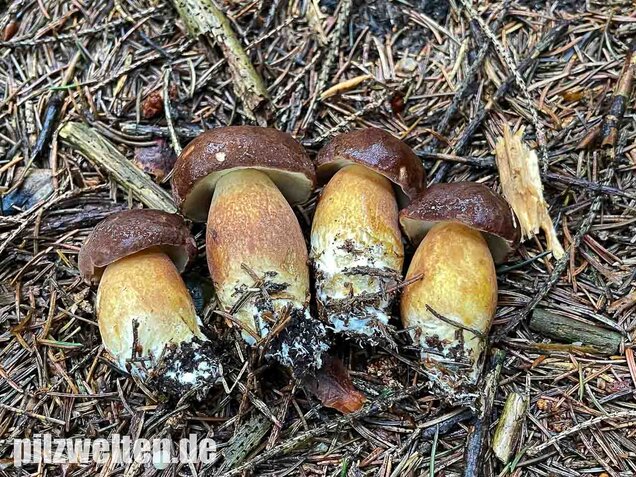 Maronenröhrling, Imleria badia