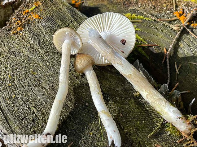 Natternstieliger Schneckling, Hygrophorus olivaceoalbus