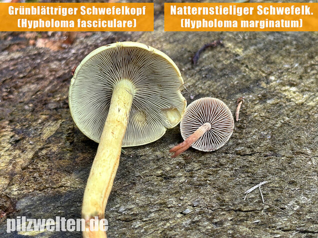 Natternstieliger Schwefelkopf, Hypholoma marginatum