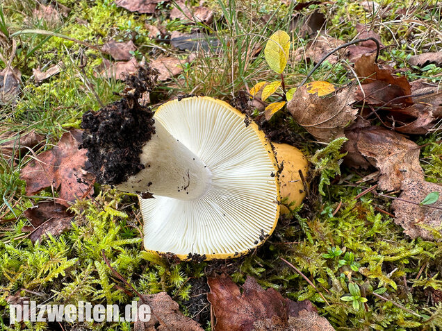 Ockergelber Täubling, Zitronentäubling, Russula ochroleuca