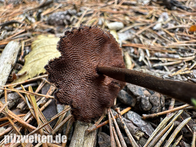 Ohrlöffelstacheling, Auriscalpium vulgare