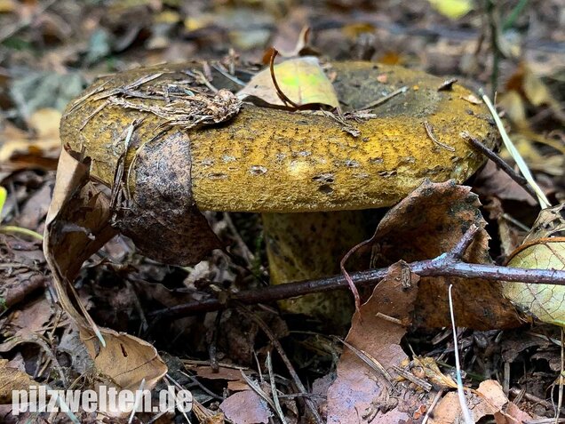Olivbrauner Milchling, Lactarius turpis