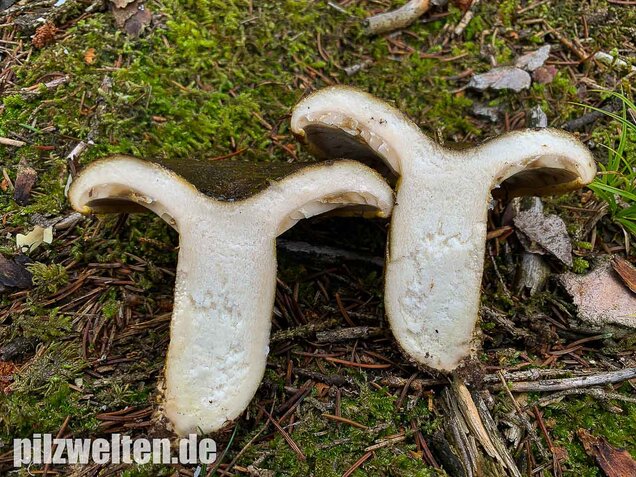 Olivbrauner Milchling, Lactarius turpis