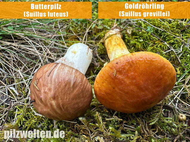 Butterpilz, Butterröhrling, Suillus luteus