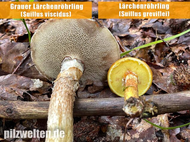 Grauer Lärchenröhrling, Suillus viscidus