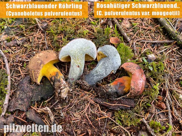 Schwarzblauender Röhrling, Cyanoboletus pulverulentus