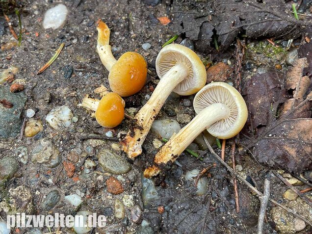 Rauchblättriger Schwefelkopf, Hypholoma capnoides