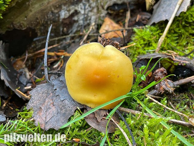 Rauchblättriger Schwefelkopf, Hypholoma capnoides