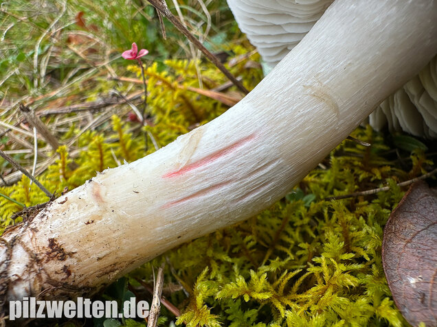 Rötender Erdritterling, Tricholoma orirubens