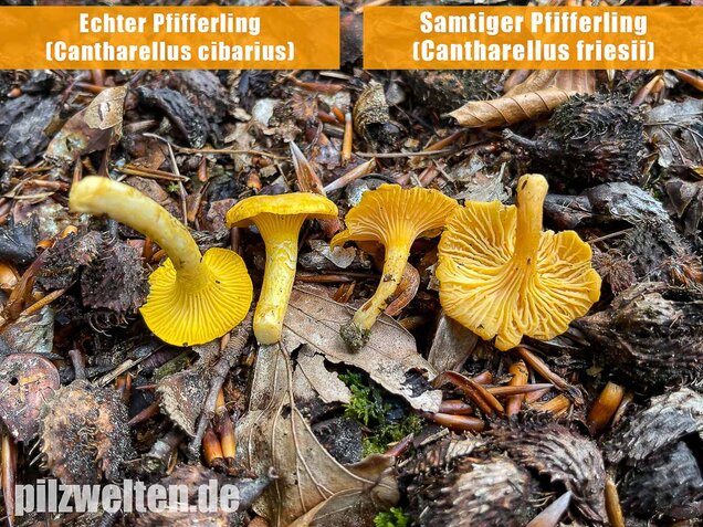 Samtiger Pfifferling, Cantharellus friesii