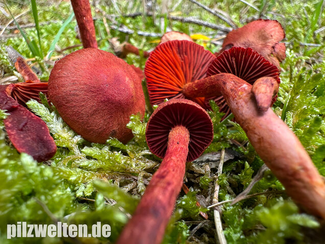 Blutroter Hautkopf, Bluthautkopf, Cortinarius sanguineus