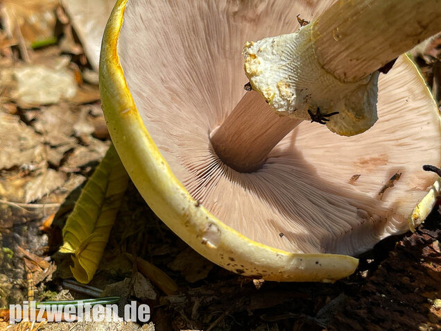 Schiefknolliger Anischampignon, Agaricus essettei