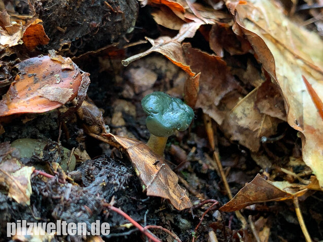 Schwarzgrünes Gallertkäppchen, Leotia viscosa