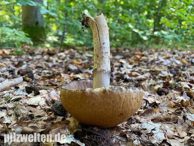 Tränender Saumpilz, Lacrymaria lacrymabunda