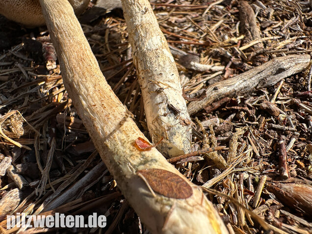 Weißer Birkenpilz, Leccinum holopus
