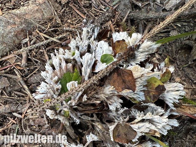 Weißer Warzenpilz, Blumenlederkoralle, Thelephora penicillata
