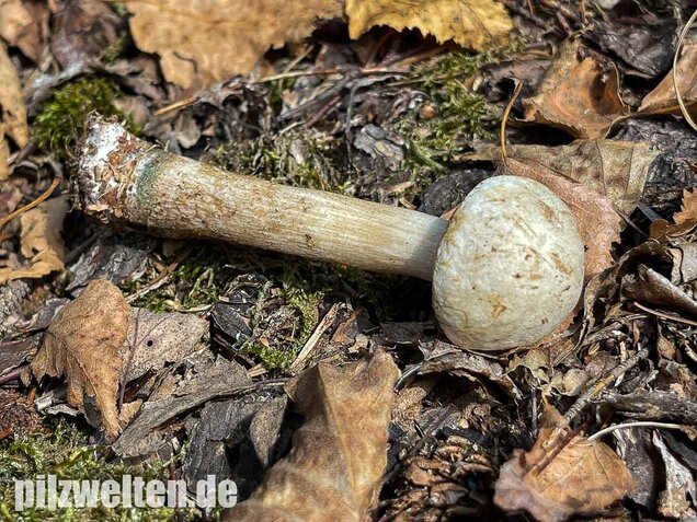 Wollstieliger Raufußröhrling (weiße Form), Leccinum cyaneobasileucum