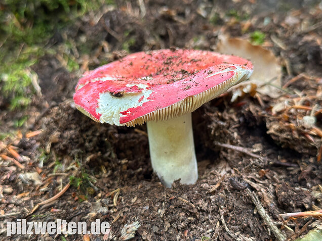 Zinnoberroter Täubling, Harter Zinnobertäubling, Russula rosea