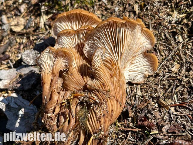 Aniszähling, Lentinellus cochleatus