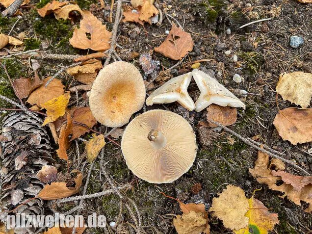 Blasser Birkenmilchling, Lactarius pubescens