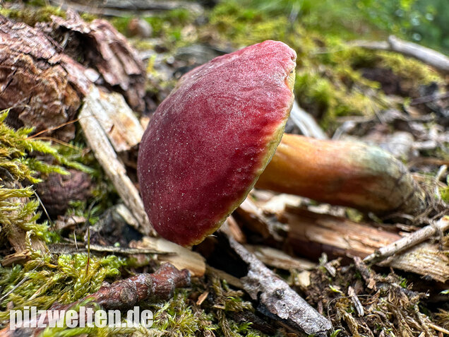 Blutroter Filzröhrling, Blutroter Gartenfilzröhrling, Hortiboletus rubellus