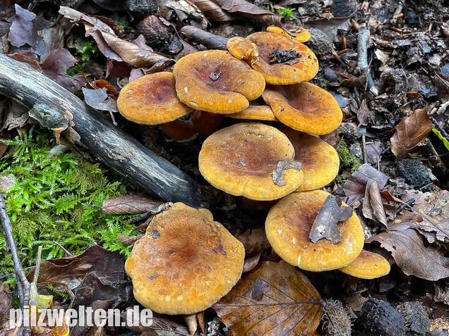 Brauner Afterleistling, Hygrophoropsis rufa
