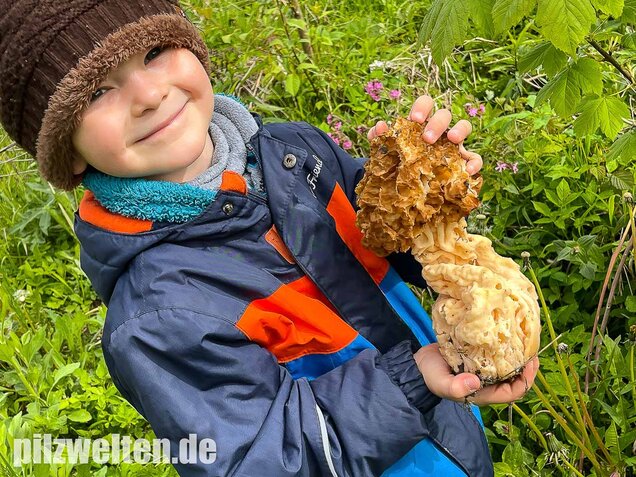 Dickfüßige Speisemorchel, Morchella crassipes