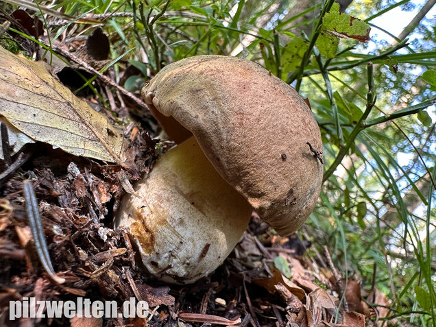 Nadelwald Anhängselröhrling, Gelber Steinpilz, Butyriboletus subappendiculatus