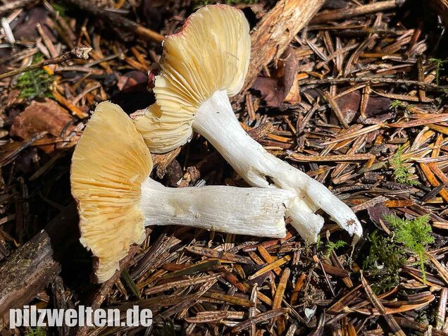 Geriefter Weichtäubling, Russula nauseosa